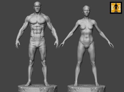 Male and female anatomy models pack
