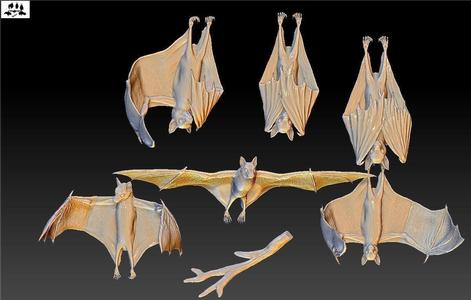 Bat flying fox