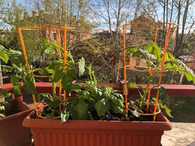 Plant holder/support