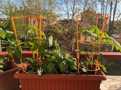 Plant holder/support