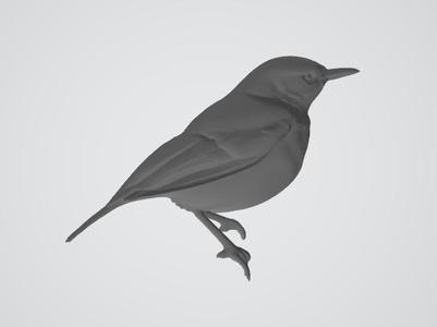 Robin