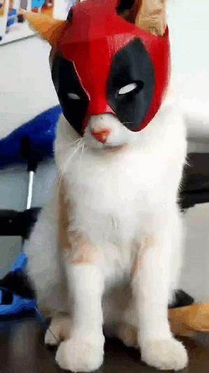 CATPOOL (DEADPOOL)