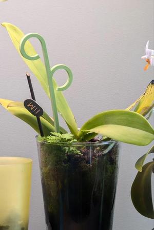 Plant Support   