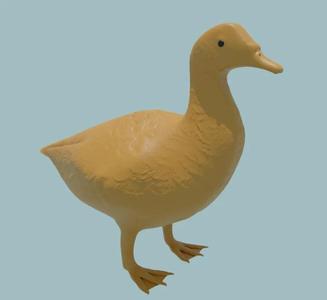 Muscovy duck