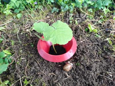Snail collar / snail guard   