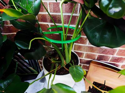 Spiral plant support stake