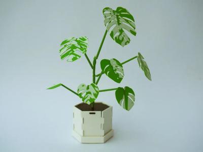 Immortal Monstera Variegata Kit Card
