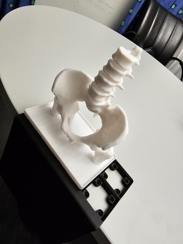 Gridfinity pelvis