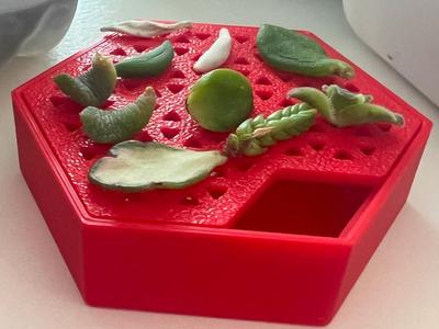 Micro Succulent Propagation Tray