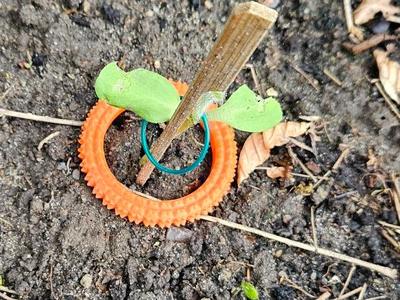 The Doughnut of Doom for Slugs