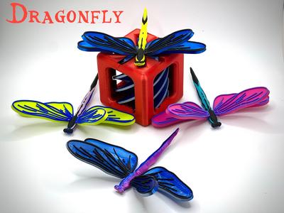 Colorful Dragonfly
