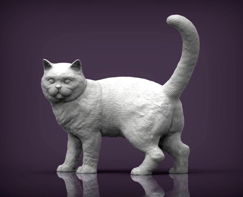 british shorthair cat