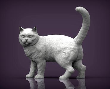 british shorthair cat