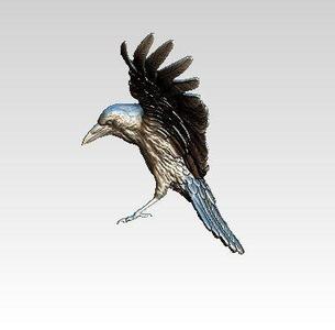 Raven silver crow in flight