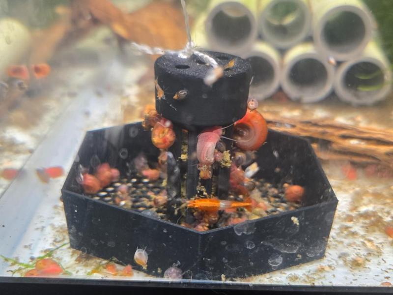 Snail Trap With food holder