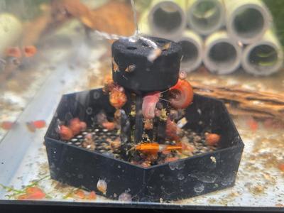 Snail Trap With food holder