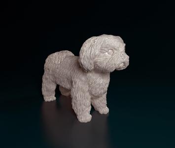Shih Tzu dog