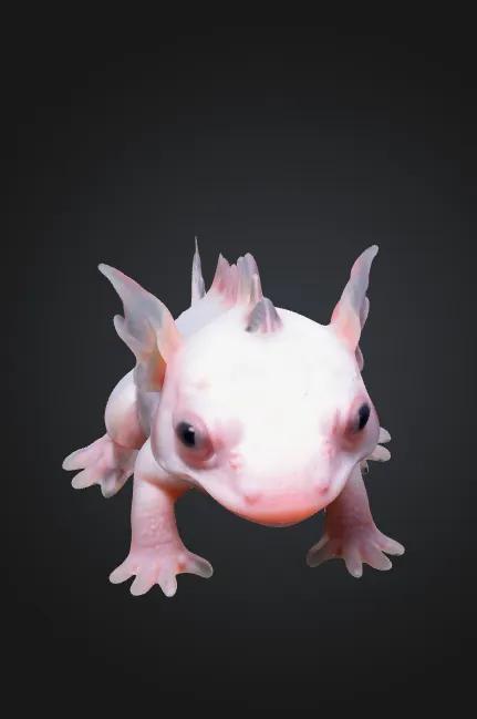Dragon Baby Dragon   