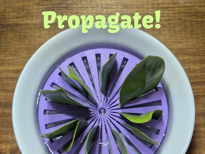 Propagation Wheel | Propagate on water|Leaf Holder