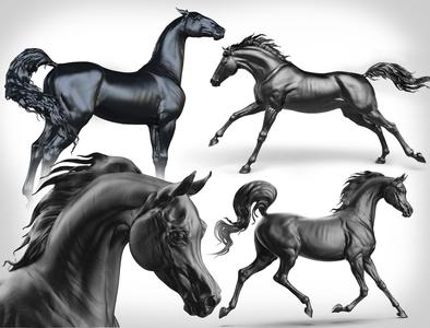 Collection -3 Horses