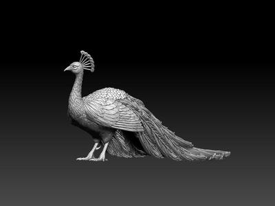 peacock