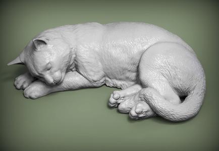 sleeping cat