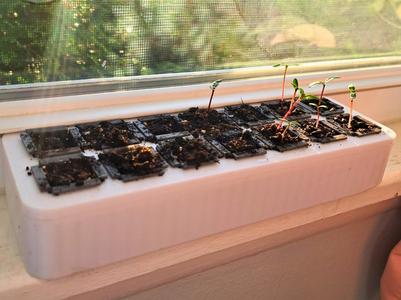 Window Ledge Starter Seed Tray