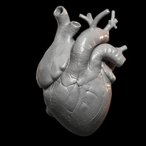 Heart Print human