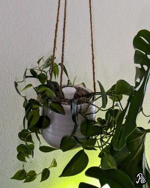 Insert Self-watering Pot