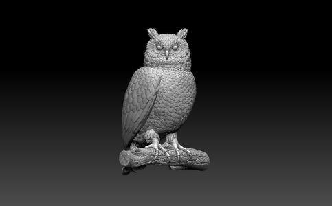 owl bird