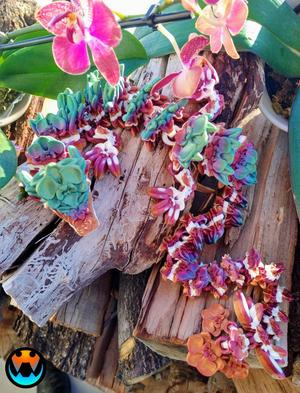 Orchid Dragon