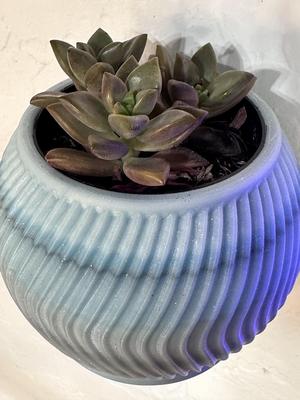 Swirl Succulent Wall Planter – For Office, Home, or any space