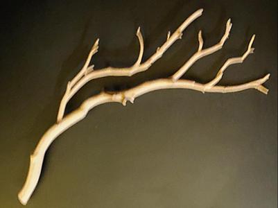 Tree Branch