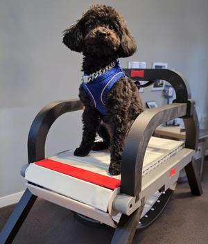 Pet Treadmill