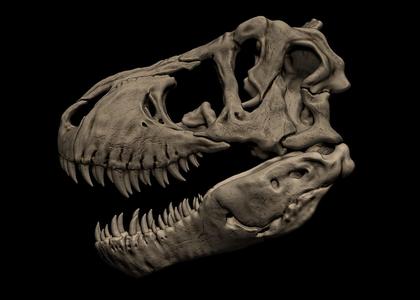 Tyrannosaurus Rex Skull 3D Print Model