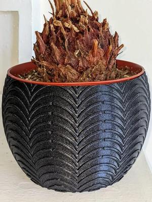 Sago Palm Pot