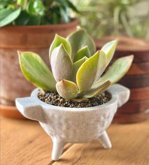 Molcajete Mortar Planters Set of 8