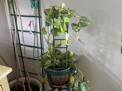 Ladder Trellis – Modular