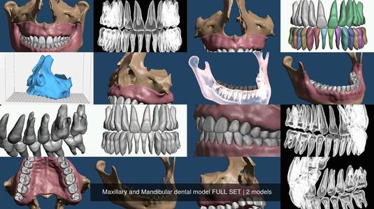 Maxillary and Mandibular dental model FULL SET 3D Model Collection