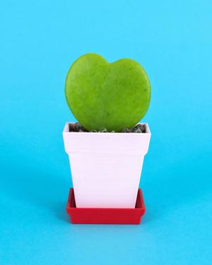 Flatland // Classic Pot Small