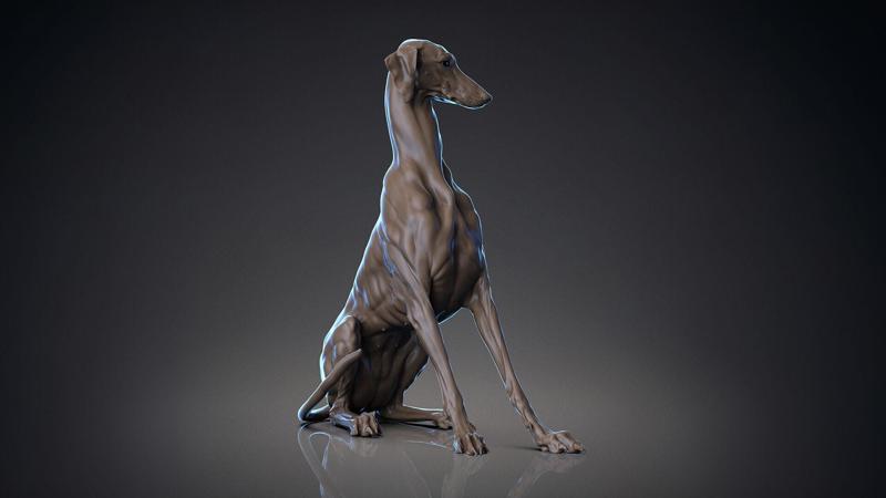 Dog Azawakh  –  3D Sculpting