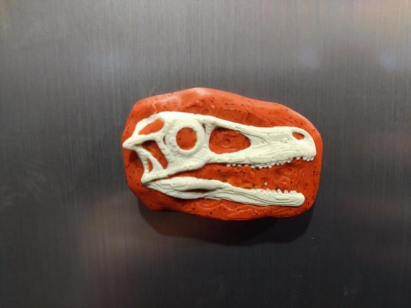 Dinosaur Fossil Skull Magnets