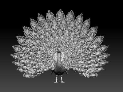 peacock