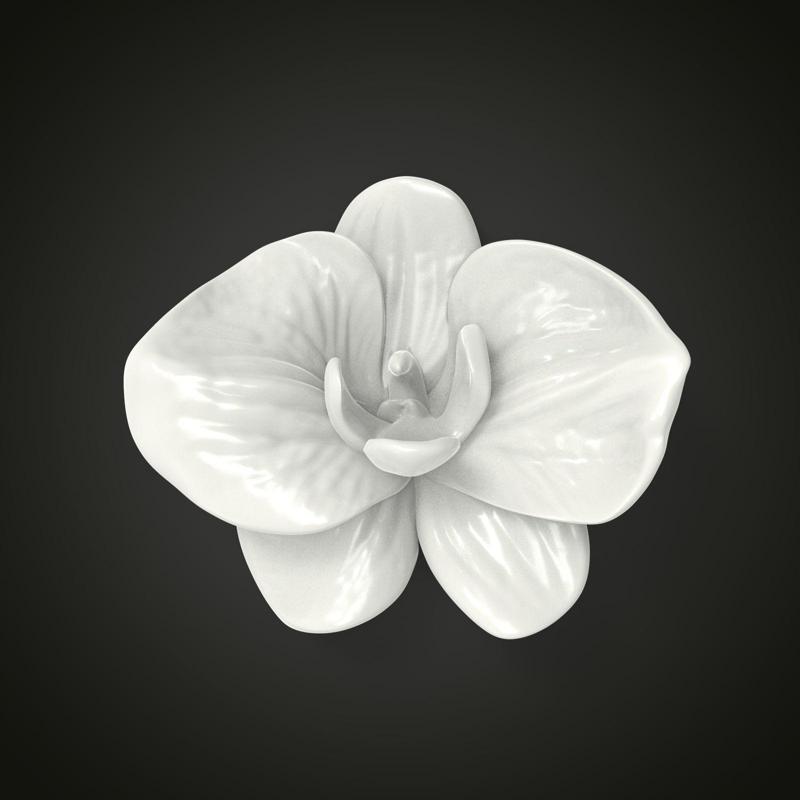 Orchid flower
