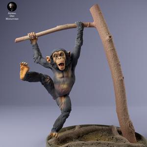 Common Chimpanzee Infant