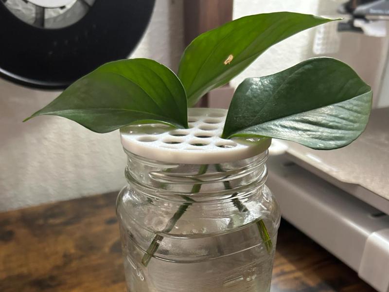 Propagation Lid for Regular Mouth Jar