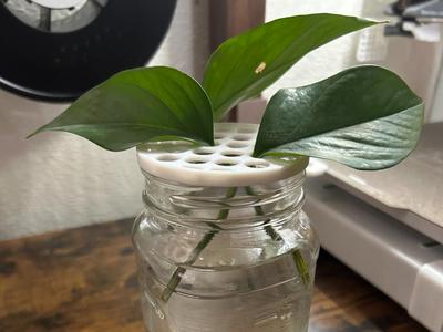 Propagation Lid for Regular Mouth Jar