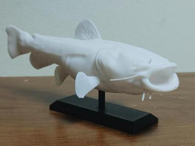 Flathead Catfish Mount