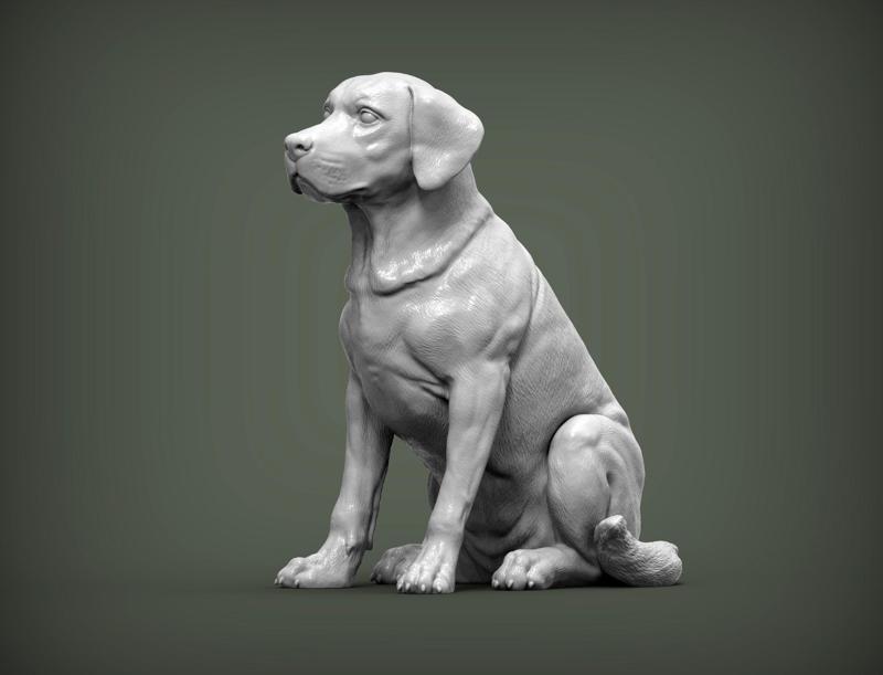 Labrador