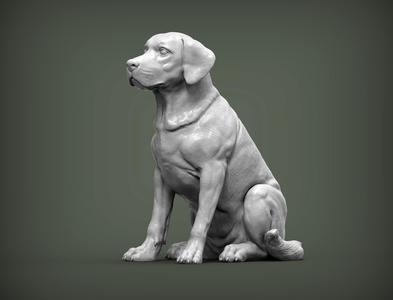 Labrador